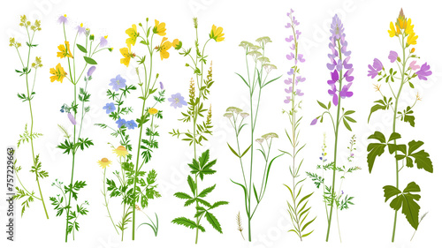 Set of wild flowers flat illustration, isolated on transparent background