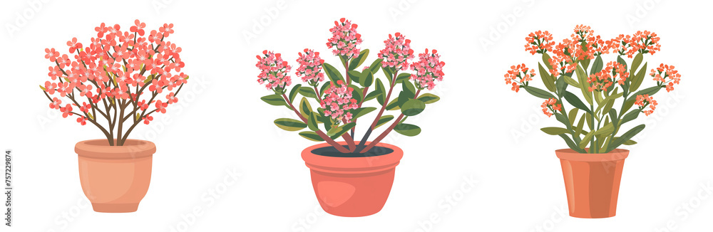 Icon illustration, coral limonium flowers plant in a pot, isolated on a transparent background Icon illustration, coral limonium flowers plant in a pot, isolated on a transparent background