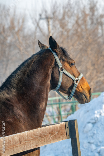 Portrait of a horse in the paddock on a winter day