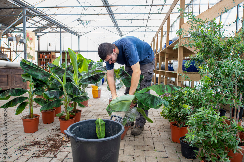Man tending to plants in a sunlit greenhouse. Man tending to plants in a sunlit greenhouse.