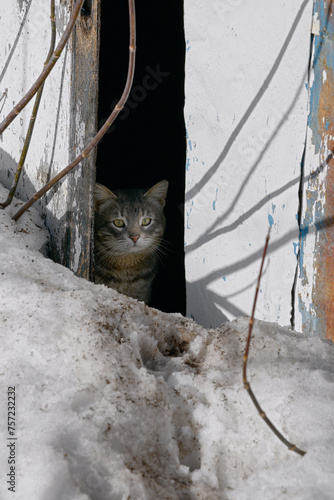 A gray cat looks out from behind a slightly open door out of the darkness onto a bright street.