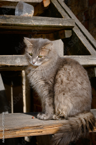 A gray fluffy cat with a sad expression on its face sits on the wooden steps of an old house. The cat and an overturned bowl with its treats.