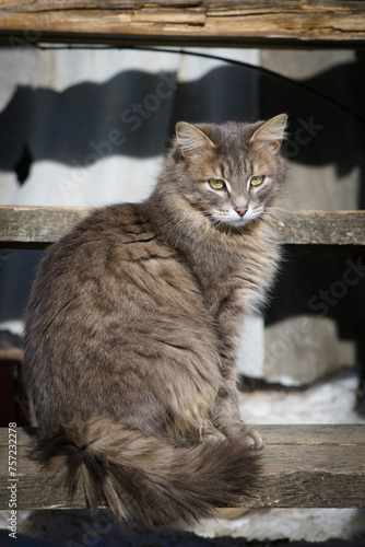 A grey cat with a luxurious tail and expressive eyes. A grey cat with bright yellow-green eyes.