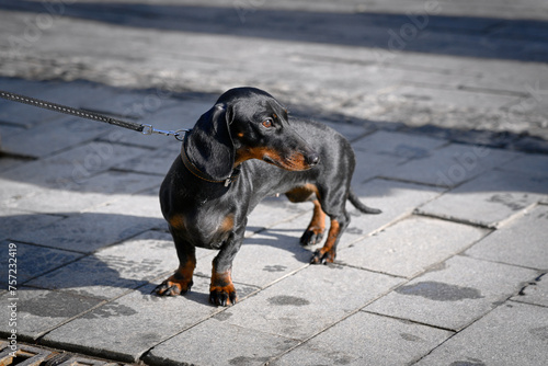A black dog of the dwarf dachshund breed stands on a tiled pavement on a sunny spring day. The dachshund is walking on a leash.
