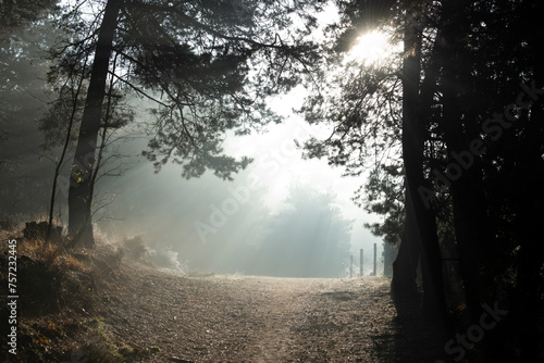 A tranquil forest path bathed in the soft glow of morning light. photo