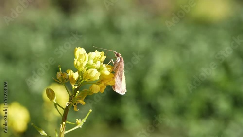 4K mariposa cámara lenta, espiritrompa, alimentándose flores amarillas, ligera brisa photo
