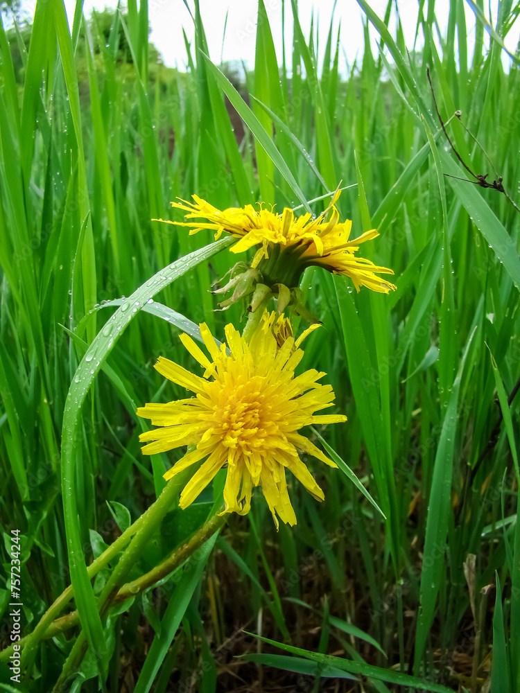 Yellow dandelion flowers during rainy weather in early spring. Yellow dandelion flowers during rainy weather in early spring.