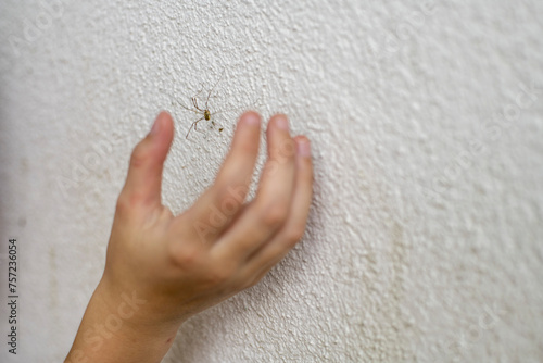 Hand reaching towards a spider on a wall photo