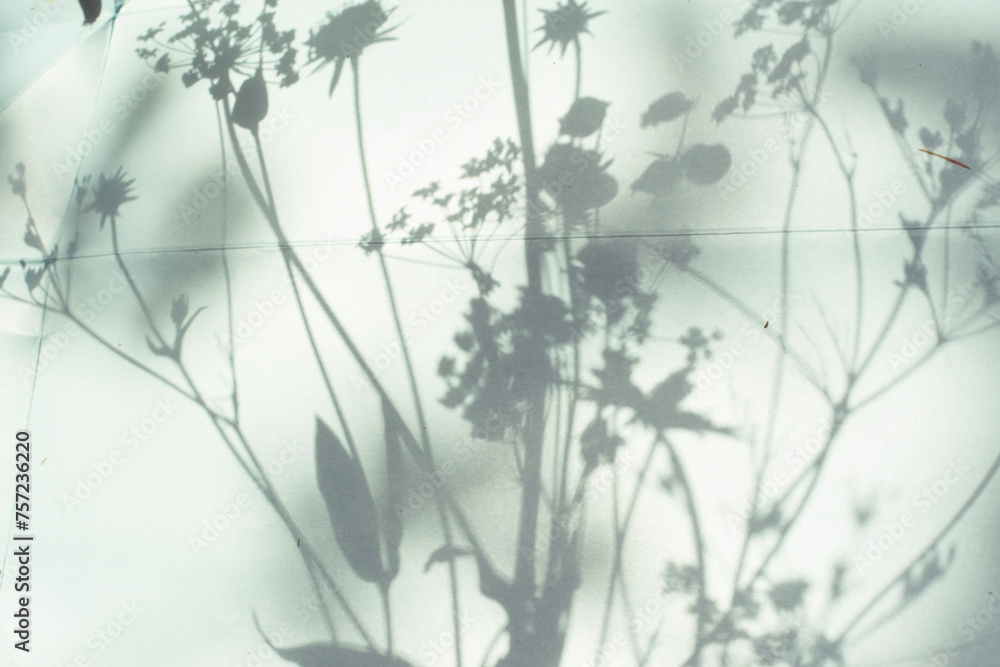 Shadows of wildflowers on a screen Shadows of wildflowers on a screen