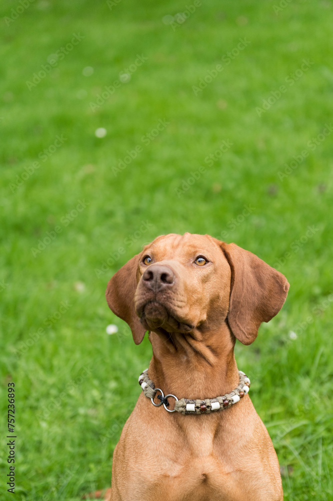 Magyar Vizsla im Garten