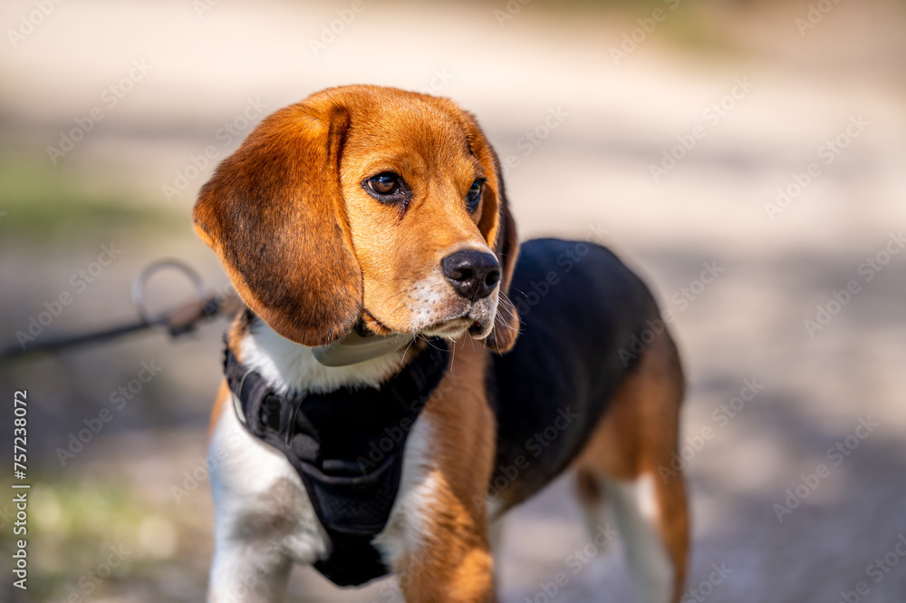Portrait of a dog. One beagle dog in sunny day. Portrait of a dog. One beagle dog in sunny day.