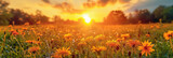 A beautiful field of wildflowers at sunset background