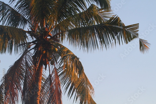 Fototapeta Naklejka Na Ścianę i Meble -  palm tree in the sun