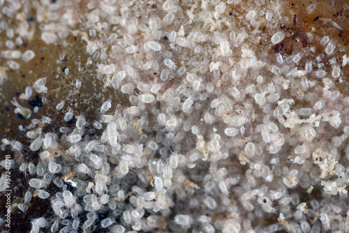 Εκτύπωση καμβά Magnification of mites from Acaridae family.