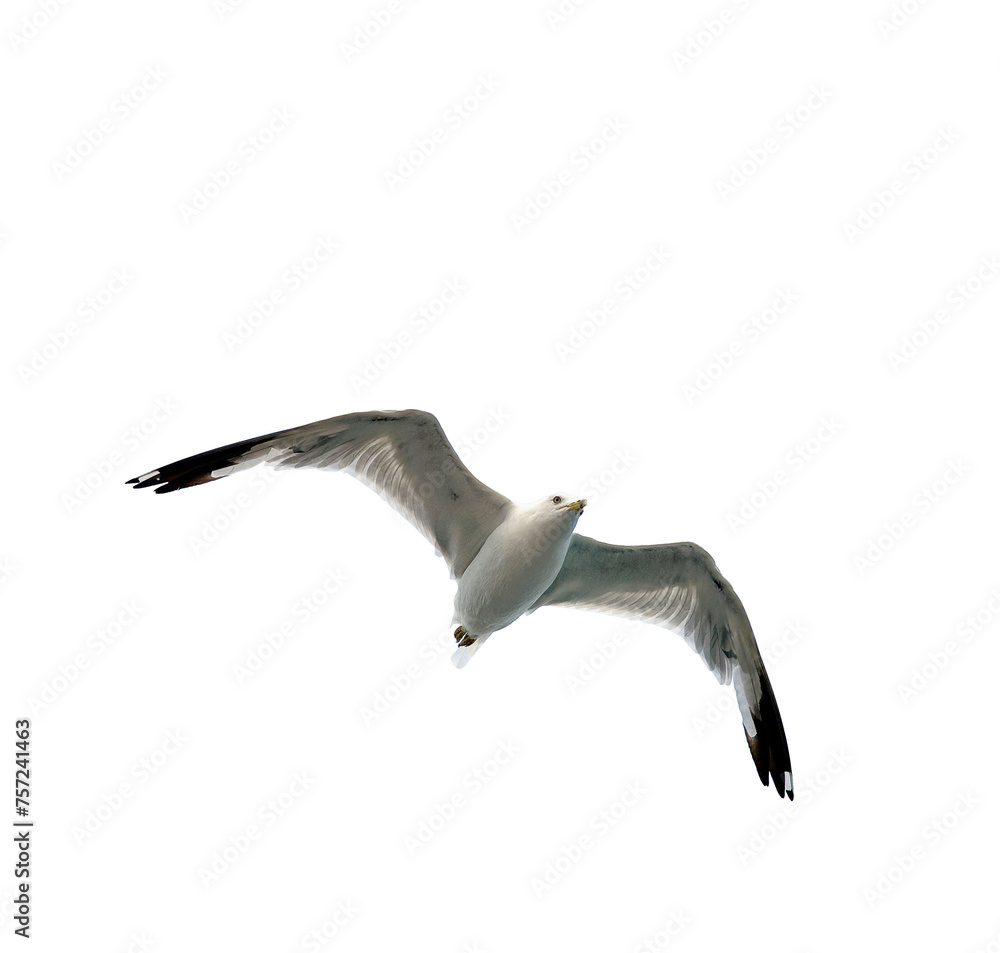 Fototapeta premium Single sea gull flying against background of blue sky and white