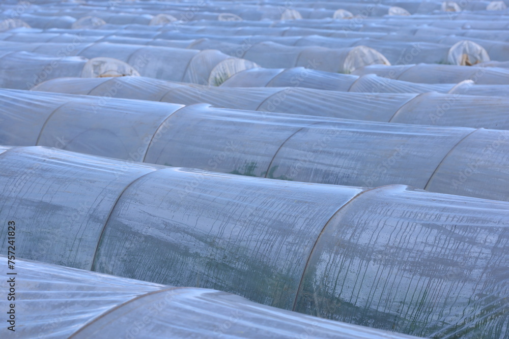 Fototapeta premium Plastic greenhouse for vegetable growing 