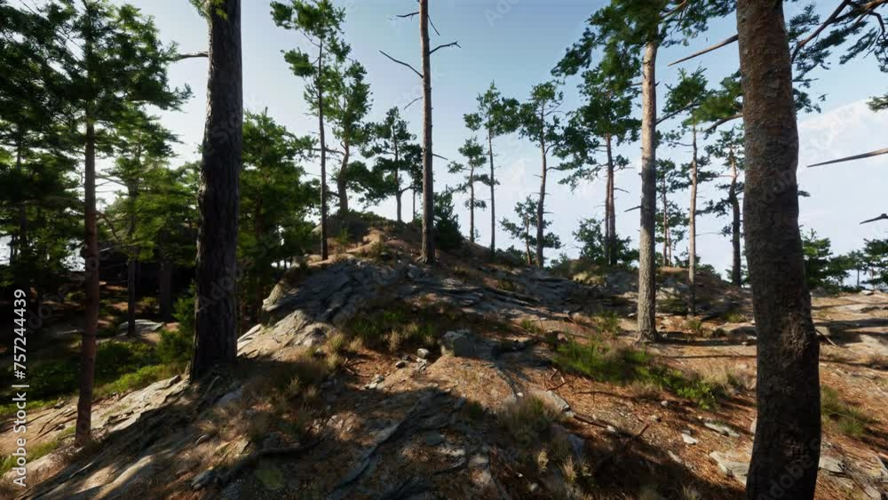 Group of Trees on a Hill