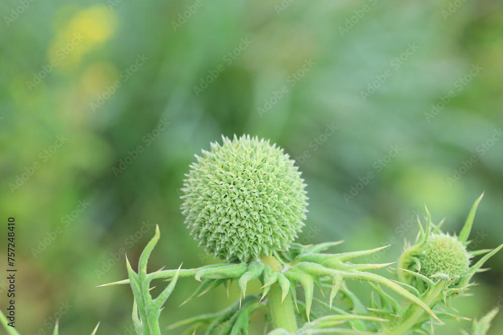 Great Globe Thistle (Echinops sphaerocephalus) in spring Great Globe Thistle (Echinops sphaerocephalus) in spring