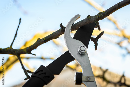 Close up of pruning tree using garden pruner in early spring.