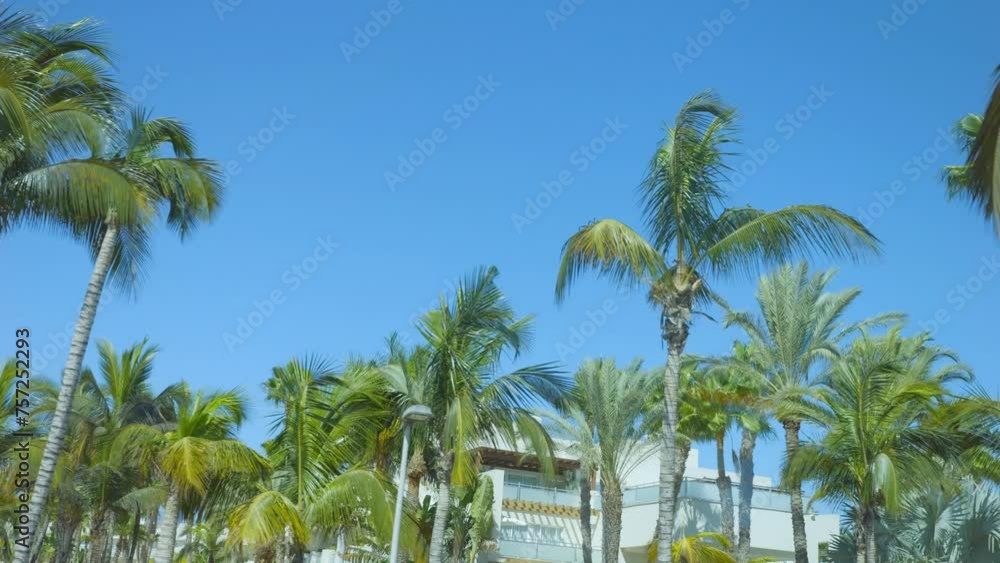 Panoramic view of palm trees along the road in Gran Canaria in 4k slow motion 120fps Panoramic view of palm trees along the road in Gran Canaria in 4k slow motion 120fps