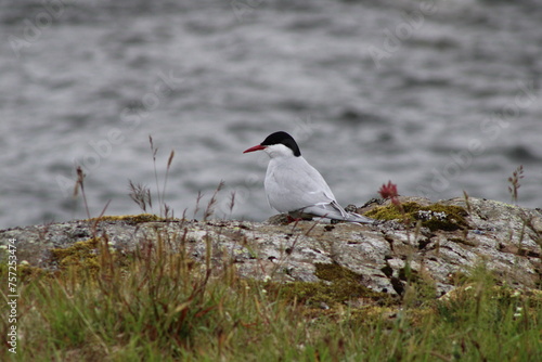 Arctic Tern Sitting