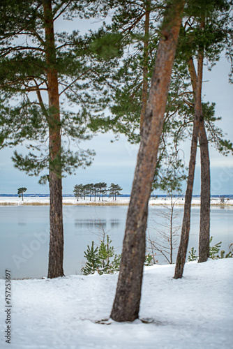 
winter landscape on a forest lake