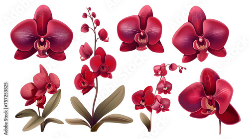 Set of red tropical orchid flower elements isolated on transparent background.