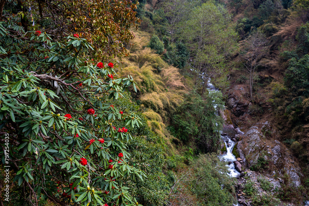 Rhododendron Blossoms Overlooking a Mountain Stream on the Trail from Lama Hotel to Thulo Syabru, Gosaikunda, Nepal Rhododendron Blossoms Overlooking a Mountain Stream on the Trail from Lama Hotel to Thulo Syabru, Gosaikunda, Nepal