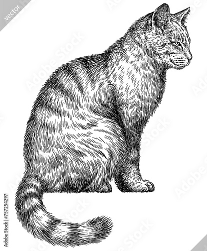 Vintage engraving isolated cat set illustration kitty ink sketch. Pet background kitten silhouette whisker art. Black and white hand drawn vector image
