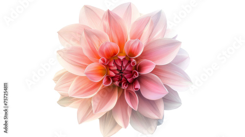 Dahlia on Transparent Background