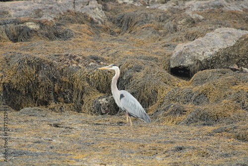 Blue Heron in the Rocks