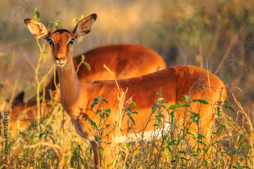 Side view of female of impala, Aepyceros melampus, the most common antelope, at sunset light. Umkhuze game reserve in South Africa. Blurred background. photo