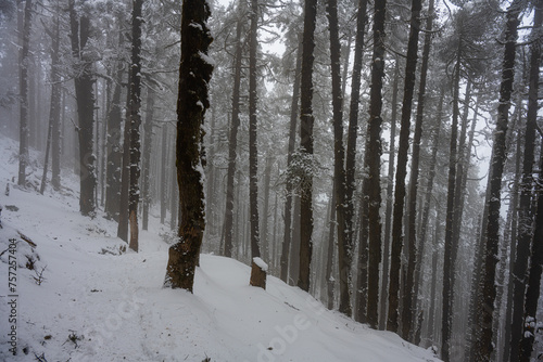 Enigmatic Snowy Trail Through the Conifers from Sing Gompa to Gosainkunda, Nepal photo