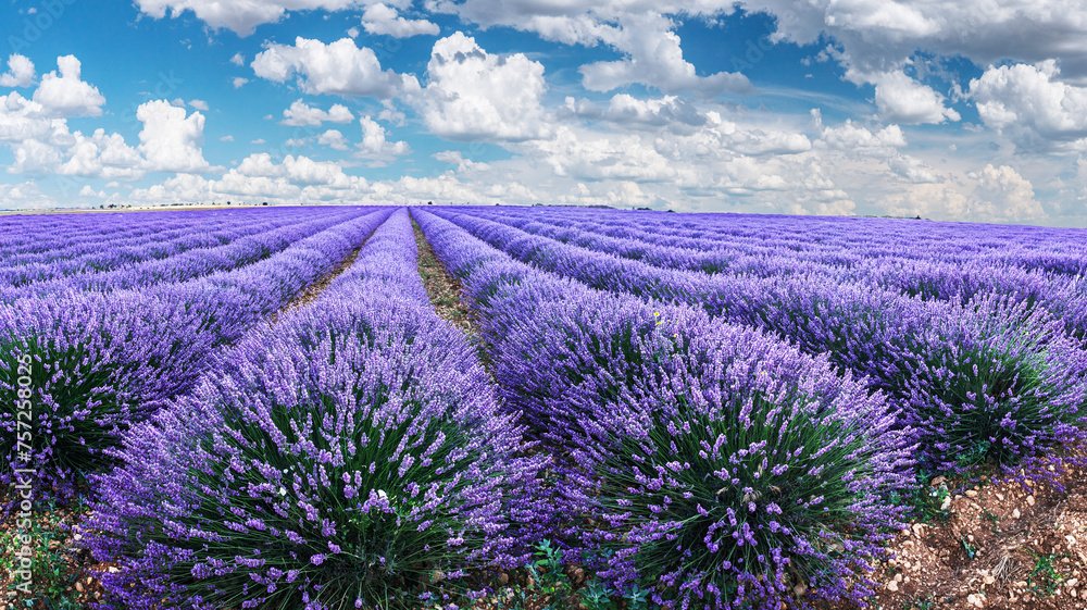 Lavender field in blossom. Rows of lavender bushes stretching to the skyline. Stunning cloudy sky at the background.Brihuega, Spain.