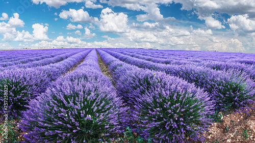 Lavender field in blossom. Rows of lavender bushes stretching to the skyline. Stunning cloudy sky at the background.Brihuega  Spain.