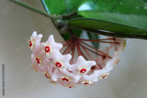 Hoya is a genus of 200–300 species of tropical plants in the dogbane family, Apocynaceae. Most are native to several countries of Asia . photo