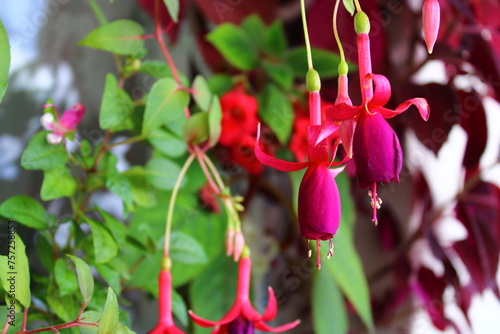 Fuchsia magellanica, commonly known as the hummingbird fuchsia or hardy fuchsia, is a species of flowering plant in the evening primrose family Onagraceae. Fuchsia grown in red pots. photo
