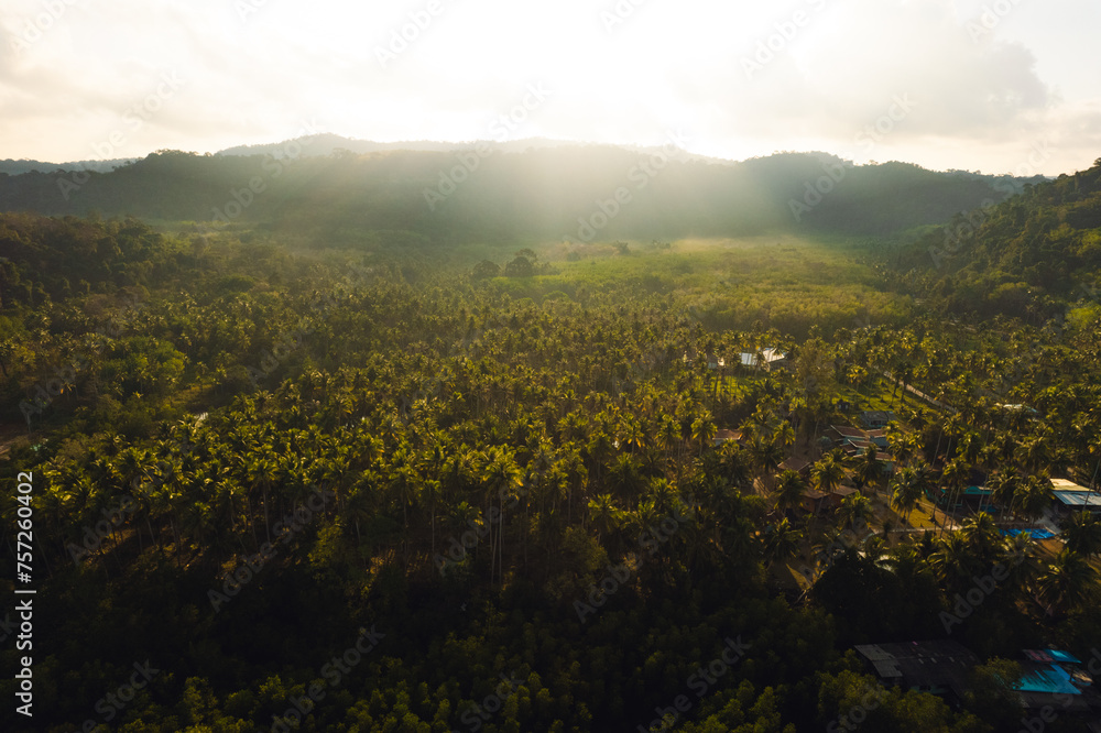 Obraz premium Coconut tree garden by the sea on the island, high angle view