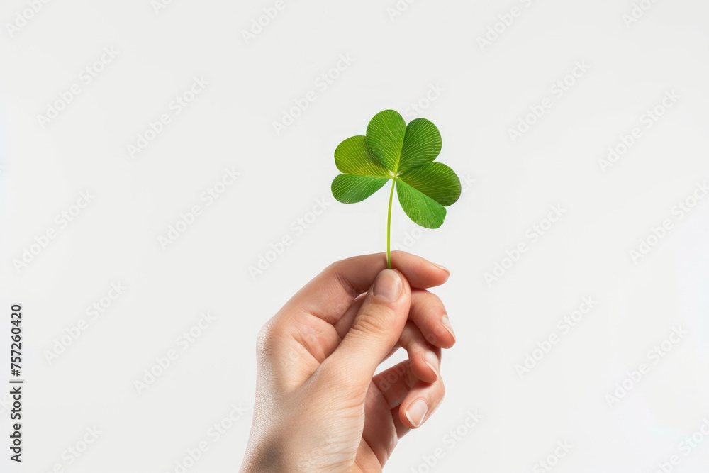 A hand holding a st patricks day lucky irish four leaf clover A hand holding a st patricks day lucky irish four leaf clover