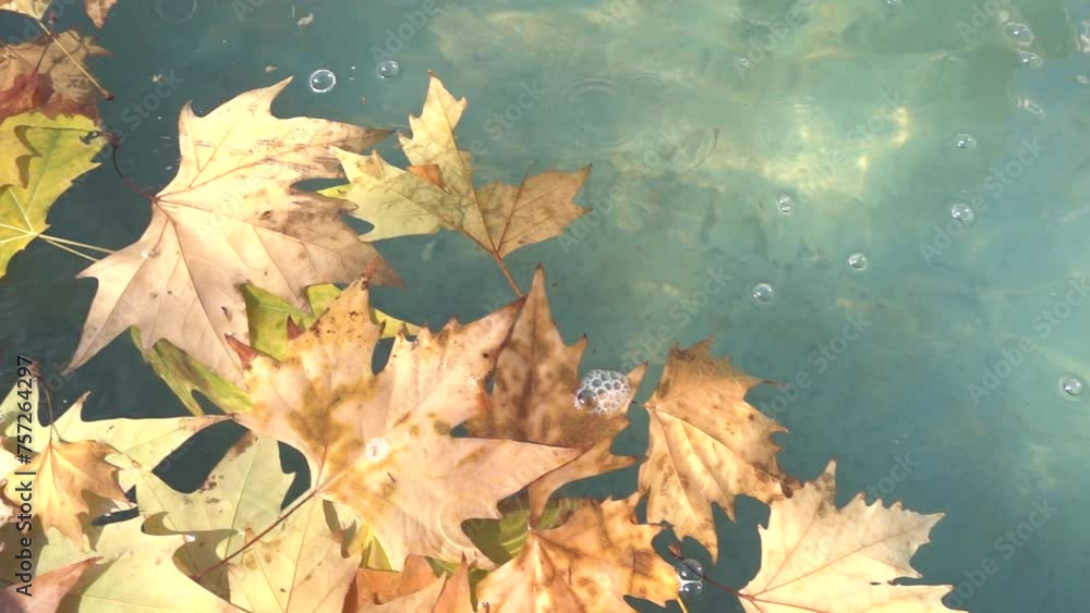 Maple autumn yellow leaves float Maple autumn yellow leaves float