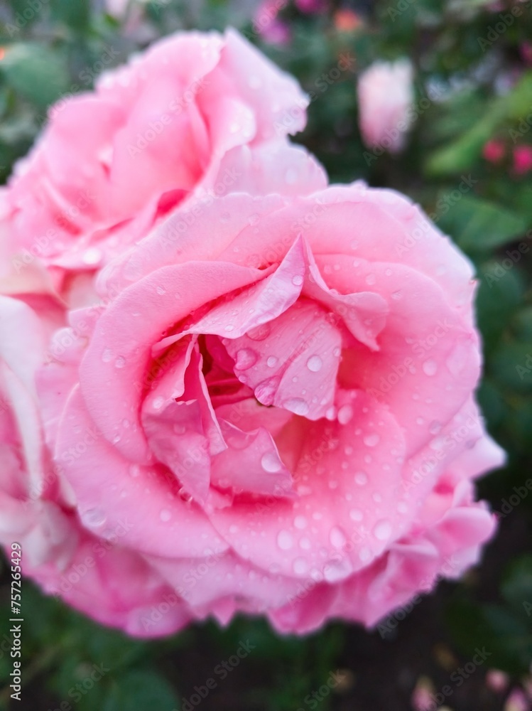 Obraz premium A rose flower with dew drops on the petals