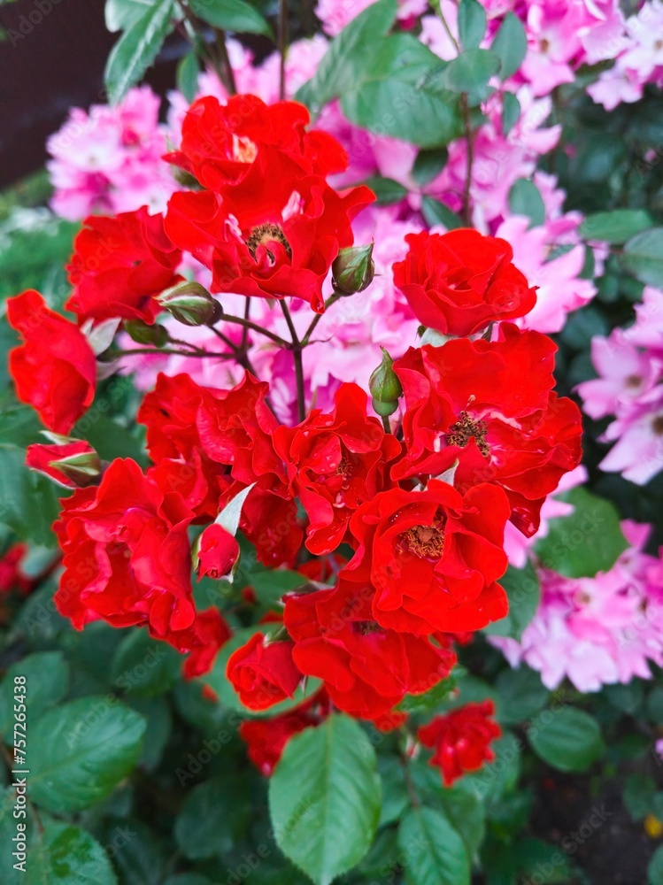 Plant flower weaving roses with red petals Plant flower weaving roses with red petals
