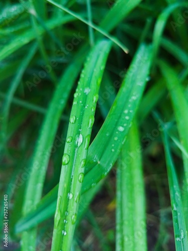 Herbaceous plant in close-up with dew drops