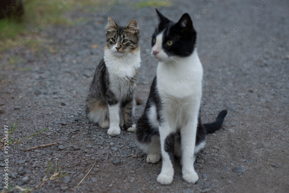 Retrato de gato y gata