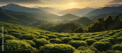 Green tea plantation in the mountains, top view at sunrise