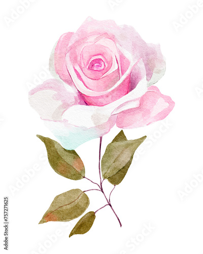 Pink rose isolated on white. Watercolor illustration.