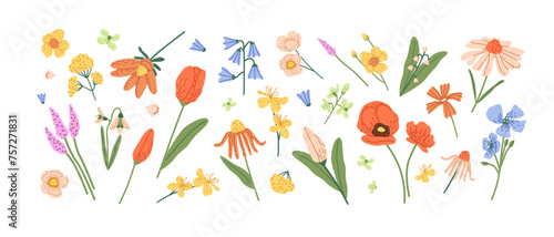 Floral set of wild meadow flowers, wildflowers. Summer blossom plants art. Different flora of field: tulip, poppy, chamomile. Colored botanical decoration. Flat isolated vector illustration on white