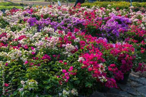 A view from above of a garden of colorful bougainvillea flowers blooming beautifully.