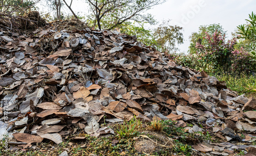 Close-up view of piles of brown, dead leaves piled up on the ground.