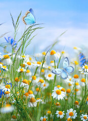 Beautiful field meadow flowers chamomile and butterfly against blue sky with clouds, nature spring summer landscape, close-up macro.